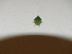 Proranus
