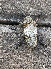 Lochmaeocles cretatus