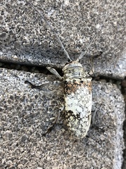 Lochmaeocles cretatus