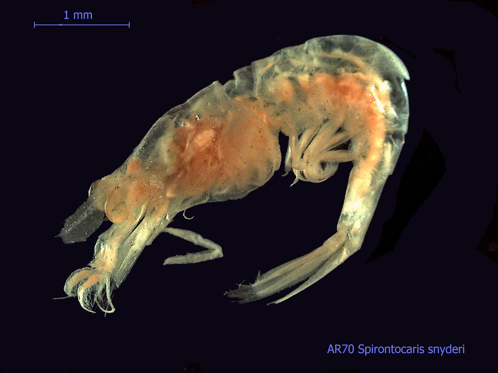 Snyder blade shrimp