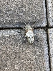 Lochmaeocles cretatus