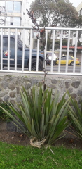 Phormium cookianum