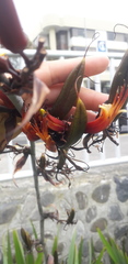 Phormium cookianum