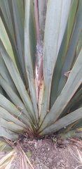 Phormium cookianum