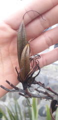 Phormium cookianum
