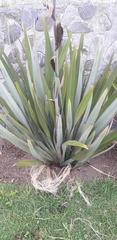 Phormium cookianum