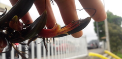 Phormium cookianum