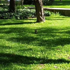 Turdus falcklandii magellanicus