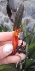 Phormium cookianum