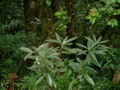 Daphne arisanensis (Daphne arisanensis)