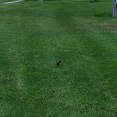 Turdus falcklandii magellanicus
