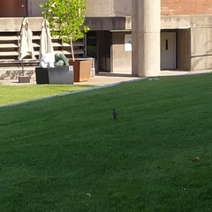 Turdus falcklandii magellanicus