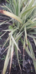 Chlorophytum comosum