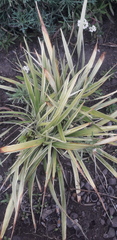 Chlorophytum comosum