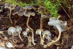 Craterellus carolinensis