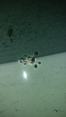 Lycosidae