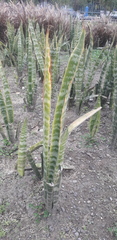 Sansevieria
