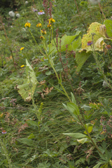 Senecio kolenatianus