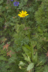 Senecio kolenatianus