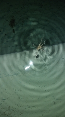 Lycosidae