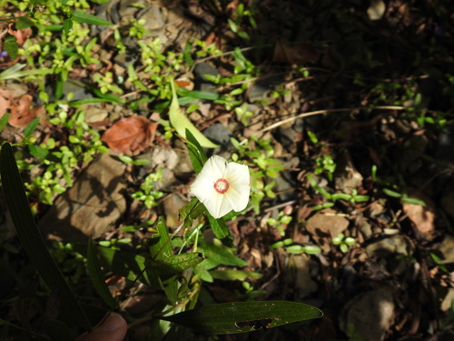 Xenostegia tridentata iNat (1)