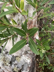 Escallonia bifida