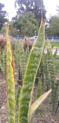 Sansevieria