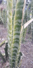 Sansevieria