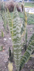 Sansevieria