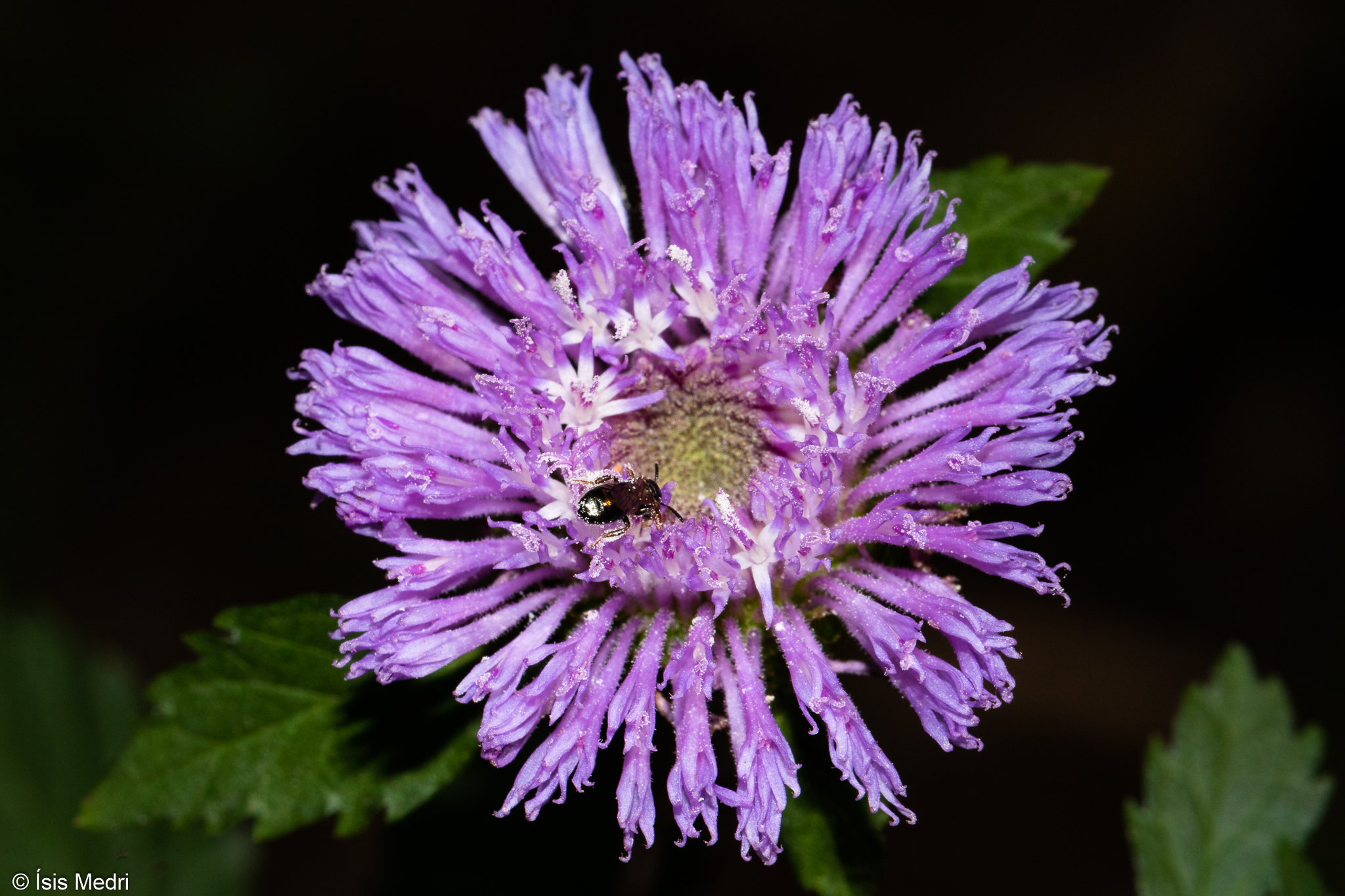 Centratherum punctatum