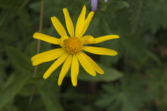 Senecio kolenatianus
