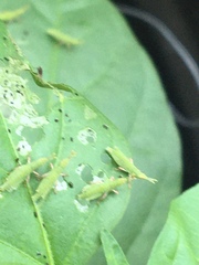 Atractomorpha similis