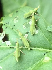 Atractomorpha similis