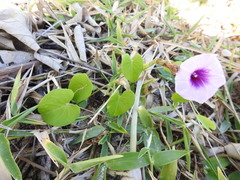 Ipomoea littoralis