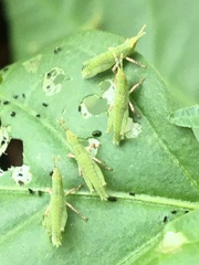 Atractomorpha similis