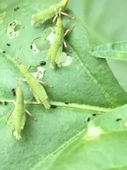 Atractomorpha similis