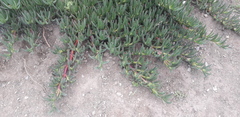 Carpobrotus