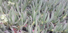 Carpobrotus