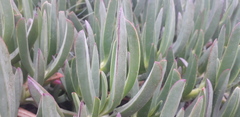 Carpobrotus