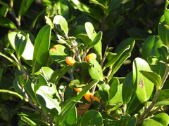 Diospyros ferrea