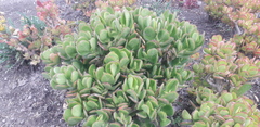 Crassulaceae