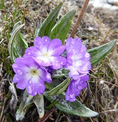 Primula megalocarpa