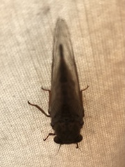 Cicadettini