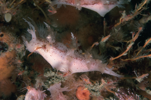 Dendronotus europaeus