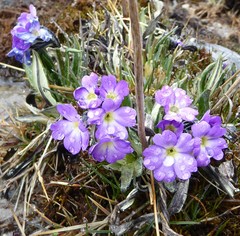 Primula megalocarpa