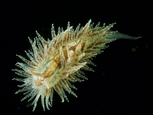 Janolus hyalinus