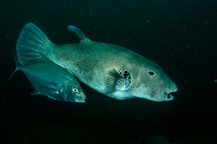 Platycaranx chrysophrys