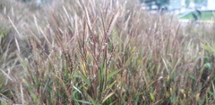 Poaceae