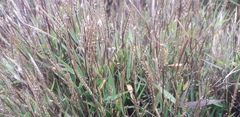 Poaceae