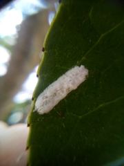 Pulvinaria camelicola